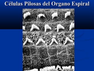 Células Pilosas del Organo Espiral

 