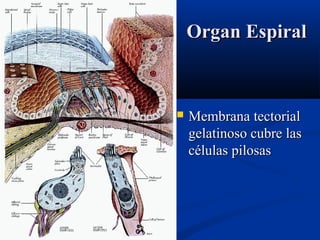 Organ Espiral



Membrana tectorial
gelatinoso cubre las
células pilosas

 