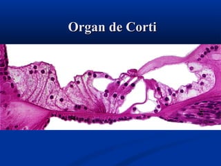 Organ de Corti

 