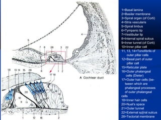 18

1=Basal lamina
2=Basilar membrane
3=Spiral organ (of Corti)
4=Stria vascularis
5=Spiral limbus
6=Tympanic lip
7=Vestibular lip
8=Internal spiral sulcus
9=Inner tunnel (of Corti)
10=Inner pillar cell
11, 13, 14=Tonofibrils of
outer pillar cells
12=Basal part of outer
pillar cell
15=Reticular plate
16=Outer phalangeal
cells (Dieter)
17=Outer hair cells (between which are
phalangeal processes
of outer phalangeal
cells
18=Inner hair cells
20=Nuel’s space
21=Outer tunnel
22=External sp[iral sulcus
28=Tectorial membrane

 