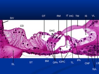 OT

StV

RM

IT IHC TM

IS

VL

CD
OHC

SL

ST

BM

OPh IOPC

TL

IPh
CNF

LS
SpL

 