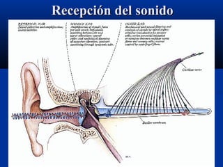 Recepción del sonido

 