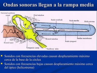 Ondas sonoras llegan a la rampa media




Sonidos con frecuencias elevadas causan desplazamiento máximo
cerca de la base de la cóclea
Sonidos con frecuencias bajas causan desplazamiento máximo cerca
del ápice (helicotrema)

 