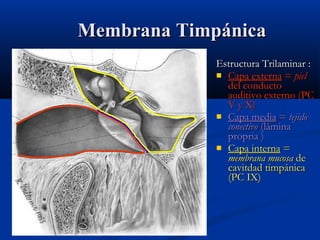Membrana Timpánica
Estructura Trilaminar :
 Capa externa = piel
del conducto
auditivo externo (PC
V y X)
 Capa media = tejido
conectivo (lámina
propria )
 Capa interna =
membrana mucosa de
cavitdad timpánica
(PC IX)

 