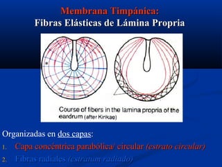Membrana Timpánica:
Fibras Elásticas de Lámina Propria

*

Organizadas en dos capas:
1. Capa concéntrica parabólica/ circular (estrato circular)
2. Fibras radiales (estratum radiado)

 