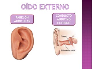 PABELÓN 
AURICULAR 
CONDUCTO 
AUDITIVO 
EXTERNO 
 