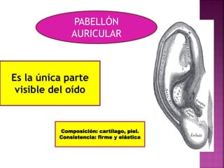 Anatomía del pabellón auricular 
 