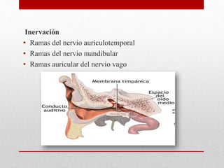 Inervación
• Ramas del nervio auriculotemporal
• Ramas del nervio mandibular
• Ramas auricular del nervio vago
 