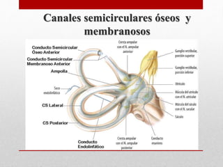 Canales semicirculares óseos y
membranosos
 