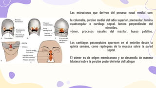 Las estructuras que derivan del proceso nasal medial son:
la columella, porción medial del labio superior, premaxilar, lam...