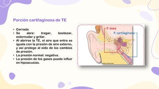 Fisiología del oído interno
• El vestíbulo es la región media del oído
interno, tiene un extremo de caracol y en el
otro l...