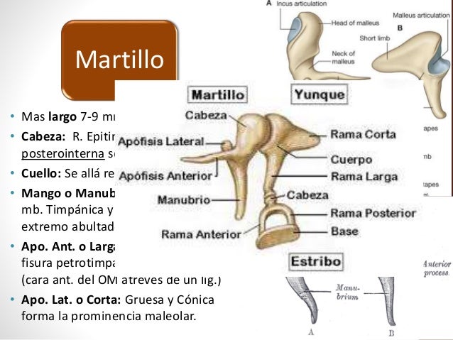 Anatomía de Oido