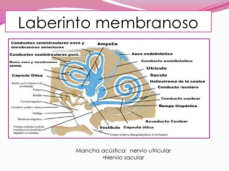 vestibulo membranoso oido interno vestibulo membranoso oido interno
