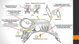 Arco reflejo de retrocontrol de
la actividad del receptor
auditivo
(efectos moduladores y de
protección (en altas intensidades
y en fenómenos neurotóxicos)
Activación de las células
ciliadas internas
(remisión del mensaje
auditivo al SNC)
Desplazamiento de la
membrana basilar
Mecanismos activos en la
fisiología del receptor auditivo
Transmisión de la vibración de
los huesos del oído medio a
los líquidos laberínticos
 