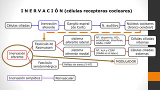 Inervación
aferente
Inervación
eferente
Inervación simpática
Ganglio espiral
(de Corti)
Perivascular
Fascículo de
Rasmussen
Células ciliadas
Núcleos cocleares
(tronco cerebral)
N. auditivo
sistema
eferente lateral
sistema
eferente medial
NT: dopamina, ACh,
encefalinas, dinorfinas,
GABA, CGRP
NT: Ach y CGRP
(GABA en el ápex)
Células ciliadas
internas
Fascículo
serotoninérgico
Reflejo de alerta (5-HT)
I N E R V A C I Ó N (células receptoras cocleares)
Células ciliadas
externas
MODULADOR
 