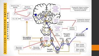 S
I
S
T
E
M
A
R
E
C
E
P
T
O
R
A
U
D
I
T
I
V
O
V
Í
A
A
U
D
I
T
I
V
A
Núcleos
cocleares
Corteza cerebral
auditiva
Vía auditiva
ascendente
Neuronas
superficiales
Neuronas
profundas
Ápex coclear
(frec. graves)
Base coclear
(frec. agudas)
Análisis
binaural
Localización espacial
de la fuente sonora
Complejo
olivar
superior
Sist.
Eferente
Colículo
inferior
Cuerpo
geniculado
medial
(TÁLAMO)
Proyección hacia la corteza
cerebral auditiva según
frecuencia auditiva
41 y 42
AI
AII
Anterior (frec.
aguda) Posterior
(frec. grave)
Vía auditiva
descendente
 
