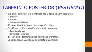 LABERINTO POSTERIOR (VESTÍBULO)
• 6.5 sem. embrión: se identifican los 3 canales semicirculares:
• Utrículo
• Sáculo
• Saco endolinfático
• 7º sem: terminaciones nerviosas aferentes
• 8-10º sem: diferenciación de epitelio sensorial
• Botella (claras)
• Cilíndrica (oscuras)
• 11-13º sem: terminaciones nerviosas eferentes
• La ciliogénesis vestibular es directa o centriolar
 