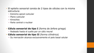 • El epitelio sensorial consta de 2 tipos de células con la misma
estructura:
• Extremo apical cuticular
• Plano cuticular
• Kinocilios
• Parte central o nuclear
• Célula sensorial de tipo I (forma de ánfora griega)
• Rodeado hasta el cuello por un cáliz neural
• Célula sensorial de tipo II (forma cilíndrica)
• Su inervación alcanza exclusivamente el polo basal celular
 