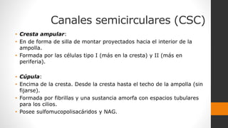Canales semicirculares (CSC)
• Cresta ampular:
• En de forma de silla de montar proyectados hacia el interior de la
ampolla.
• Formada por las células tipo I (más en la cresta) y II (más en
periferia).
• Cúpula:
• Encima de la cresta. Desde la cresta hasta el techo de la ampolla (sin
fijarse).
• Formada por fibrillas y una sustancia amorfa con espacios tubulares
para los cilios.
• Posee sulfomucopolisacáridos y NAG.
 