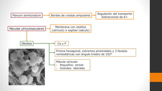 Planum semilunatum Bordes de crestas ampulares
Regulación del transporte
bidireccional de K+
Maculae utriculosaculares
Membrana con otolitos
(utrículo) o sagitae (sáculo)
Otolitos
Prisma hexagonal, extremos piramidales y 3 facetas
romboédricas con ángulo triedro de 102°
Mácula utricular
- Pequeños: striola
- Grandes: laterales
Ca y P
 