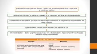 Deformación mecánica de los haces ciliares y de la membrana apical de las células sensoriales
Cualquier estimulo rotatorio, lineal o calórico que altere la situación de la cúpula o de
la membrana otolítica
Acortamiento de la superficie apical celular sensorial por contracción de las proteínas miocontráctiles del
plano cuticular
Apertura de los canales iónicos apicales, con entrada de K+
Liberación de Ca++ de las lipoproteínas celulares, con activación de los mecanismos intracelulares de
liberación de neuromediadores
N E U R O M E D I A D O R E S
Aferentes Eferentes
- NO (modula acción del glutamato que actúa
sobre receptores NMDA con ingreso de Na+)
- Defensinas
- Ach-asa
- GABA
- Péptidos opiáceos (endorfina, encefalina)
- ATP
- Serotonina, dopamina, histamina
 