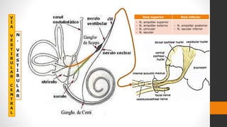 V
Í
A
V
E
S
T
I
B
U
L
A
R
C
E
N
T
R
A
L
N
.
V
E
S
T
I
B
U
L
A
R
Raíz superior Raíz inferior
- N. ampollar superior
- N. ampollar externo
- N. utricular
- N. sacular
- N. ampollar posterior
- N. sacular inferior
 