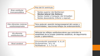 Área vestibular
troncoencefálica
Piso del IV ventrículo
- Núcleo superior (de Bechterew)
- Núcleo lateral (de Deiters)
- Núcleo medial o triangular (de Schwalbe)
- Núcleo descendente (inferior o espinal)
Vías eferentes motoras
vestibuloespinales
Vía eferente
vestibuloocular
Tono postural, posición temporoespacial del cuerpo y
extremidades, reacciones/reflejos de enderezamiento
Vehicula los reflejos vestibulooculares que controlan la
estabilidad de la mirada (sistemas sacádicos, de seguimiento
ocular y optocinético)
Nivel cerebral
Circunvolución precentral: 4, 6 y 8
Oculomotrices: 18 y 19
Facilitadoras: 3, 1, 5 y 22
 