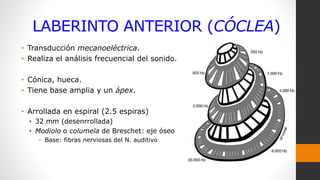 LABERINTO ANTERIOR (CÓCLEA)
• Transducción mecanoeléctrica.
• Realiza el análisis frecuencial del sonido.
• Cónica, hueca.
• Tiene base amplia y un ápex.
• Arrollada en espiral (2.5 espiras)
• 32 mm (desenrrollada)
• Modiolo o columela de Breschet: eje óseo
• Base: fibras nerviosas del N. auditivo
 