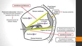 membrana de Reissner
membrana basilar
Se asienta el receptor
auditivo (órgano de Corti)
Distribución tonotópica
frecuencial o cocleotopía
Potencial endococlear: diferencia
de potencial entre endolinfa y
perilinfa (100-120 mV)
Secreta endolinfa
Despolarización de
células ciliadas
 