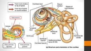 Helicotrema
Frecuencias
agudas
Frecuencias
graves
 