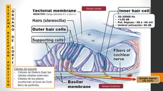 Células de soporte:
- Células de Deiters (bajo las
células ciliadas externas).
- Células de los pilares
(conforman el túnel de Corti,
lleno de perilinfa).
Rampa coclear
Rampa timpánica
GP
PG
NEGATIVE charge (attracks K+ y Ca++)
Ganglio espiral
(de Corti)
• 20-20000 Hz
• <130 dB
• Pot. Reposo: -30 a -45 mV
• Umbral activación: 60 dB
S
I
S
T
E
M
A
R
E
C
E
P
T
O
R
A
U
D
I
T
I
V
O
Ó
R
G
A
N
O
D
E
C
O
R
T
I
 