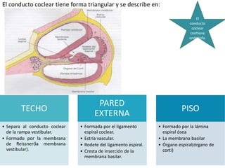 El conducto coclear tiene forma triangular y se describe en:
TECHO
• Separa al conducto coclear
de la rampa vestibular.
• Formado por la membrana
de Reissner(la membrana
vestibular).
PARED
EXTERNA
• Formada por el ligamento
espiral coclear.
• Estría vascular.
• Rodete del ligamento espiral.
• Cresta de inserción de la
membrana basilar.
PISO
• Formado por la lámina
espiral ósea
• La membrana basilar
• Órgano espiral(órgano de
corti)
El
conducto
coclear
contiene
endolinfa.
 