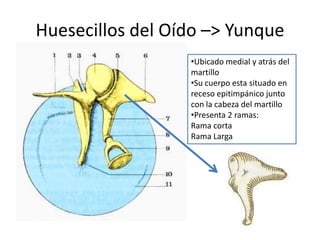 Huesecillos del Oído –> Yunque
•Ubicado medial y atrás del
martillo
•Su cuerpo esta situado en
receso epitimpánico junto
con la cabeza del martillo
•Presenta 2 ramas:
Rama corta
Rama Larga
 