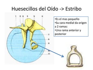 Huesecillos del Oído -> Estribo
•Es el mas pequeño
•Su cara medial da origen
a 2 ramas:
•Una rama anterior y
posterior
 
