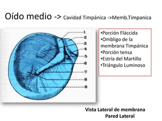 Oído medio -> Cavidad Timpánica ->Memb.Timpanica
Vista Lateral de membrana
Pared Lateral
•Porción Fláccida
•Ombligo de la
membrana Timpánica
•Porción tensa
•Estría del Martillo
•Triángulo Luminoso
 