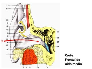 Corte
Frontal de
oído medio
 