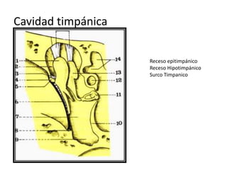 Cavidad timpánica
Receso epitimpánico
Receso Hipotimpánico
Surco Timpanico
 