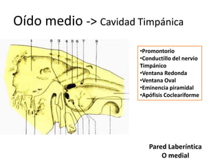 Oído medio -> Cavidad Timpánica
Pared Laberíntica
O medial
•Promontorio
•Conductillo del nervio
Timpánico
•Ventana Redonda
•Ventana Oval
•Eminencia piramidal
•Apófisis Cocleariforme
 