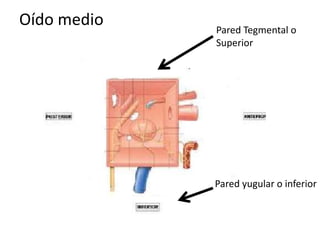 Oído medio Pared Tegmental o
Superior
Pared yugular o inferior
 