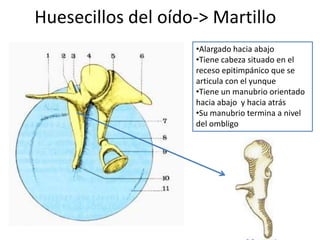 Huesecillos del oído-> Martillo
•Alargado hacia abajo
•Tiene cabeza situado en el
receso epitimpánico que se
articula con el yunque
•Tiene un manubrio orientado
hacia abajo y hacia atrás
•Su manubrio termina a nivel
del ombligo
 