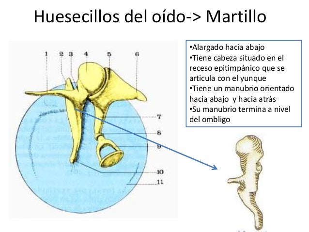 La Funcion Del Martillo En El Oido