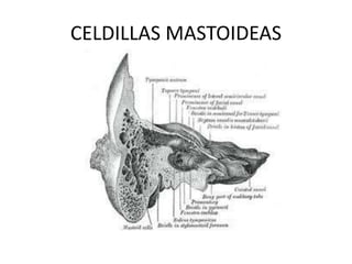 CELDILLAS MASTOIDEAS
 