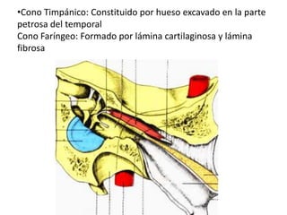 •Cono Timpánico: Constituido por hueso excavado en la parte
petrosa del temporal
Cono Faríngeo: Formado por lámina cartilaginosa y lámina
fibrosa
 