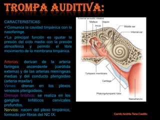 CARACTERISTICAS:
Comunica la cavidad timpánica con la
nasofaringe.
La principal función es igualar la
presión del oído medio con la presión
atmosférica    y  permitir  el   libre
movimiento de la membrana timpánica.

Arterias: derivan de la arteria
faríngea     ascendente      (carótida
externa) y de las arterias meníngeas
medias y del conducto pterigoideo
(arteria maxilar)
Venas: drenan en los plexos
venosos pterigoideos.
Drenaje linfático: se realiza en los
ganglios      linfáticos    cervicales
profundos.
Nervios: nacen del plexo timpánico,
formado por fibras del NC IX.
 