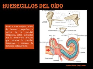 forman una cadena móvil
de huesos pequeños a
través de la cavidad
timpánica, están tapizados
por la membrana mucosa
que recubre la cavidad
timpánica y carecen de
periostio osteogénico.
 