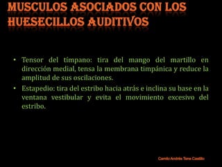 • Tensor del tímpano: tira del mango del martillo en
  dirección medial, tensa la membrana timpánica y reduce la
  amplitud de sus oscilaciones.
• Estapedio: tira del estribo hacia atrás e inclina su base en la
  ventana vestibular y evita el movimiento excesivo del
  estribo.
 