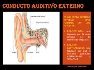 EL CONDUCTO AUDITIVO
EXTERNO         ESTA
FORMADO POR DOS
PORCIONES:

1. PORCIÓN ÓSEA: esta
   tapizada por la capa
   externa     de     la
   membrana timpánica.

2. PORCIÓN
   CARTILAGINOSA: esta
   tapizado por piel y
   contiene   glándulas
   CERUMINOSAS        y
   SEBACEAS.
 
