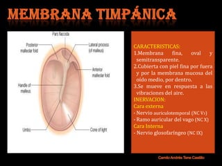 CARACTERISTICAS:
1.Membrana        fina,   oval    y
  semitransparente.
2.Cubierta con piel fina por fuera
  y por la membrana mucosa del
  oído medio, por dentro.
3.Se mueve en respuesta a las
  vibraciones del aire.
INERVACION:
Cara externa
- Nervio auriculotemporal (NC V3)
- Ramo auricular del vago (NC X)
Cara Interna
- Nervio glosofaríngeo (NC IX)
 