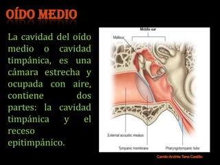 OÍDO MEDIO
La cavidad del oído
medio o cavidad
timpánica, es una
cámara estrecha y
ocupada con aire,
contiene        dos
partes: la cavidad
timpánica    y    el
receso
epitimpánico.
 