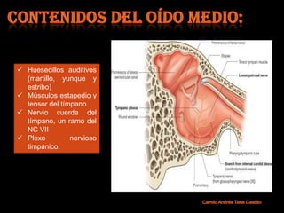  Huesecillos auditivos
  (martillo, yunque y
  estribo)
 Músculos estapedio y
  tensor del tímpano
 Nervio cuerda del
  tímpano, un ramo del
  NC VII
 Plexo         nervioso
  timpánico.
 